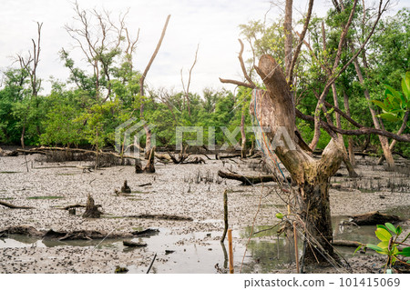 Green mangrove forest at low tide. Mangrove trees capture CO2. Net zero emissions. Blue carbon ecosystems. Mangrove ecosystem. Natural carbon sinks. Mangroves absorb carbon dioxide emissions. Coastal. 101415069