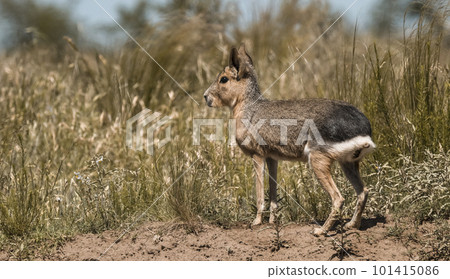 Patagonian cavy, Patagonia , Argentina 101415086