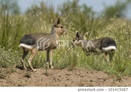 Patagonian cavy, Patagonia , Argentina 101415087