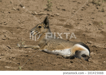Patagonian cavy, Patagonia , Argentina 101415088