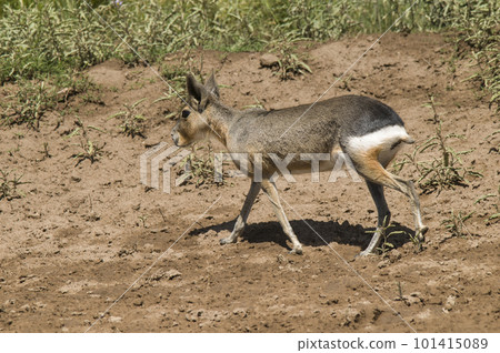 Patagonian cavy, Patagonia , Argentina 101415089