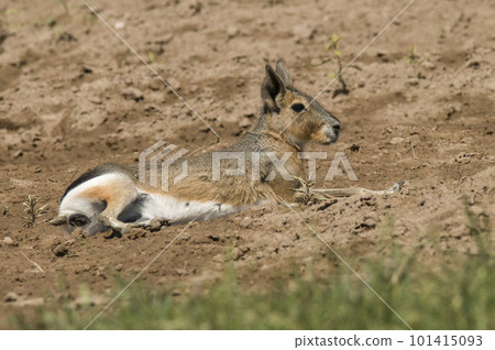 Patagonian cavy, Patagonia , Argentina Patagonian cavy, Patagonia , Argentina 101415093