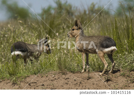 Patagonian cavy, Patagonia , Argentina 101415116