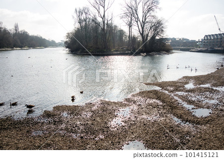 River Thames and waterfowl in suburban London with gravel on the riverbed visible at low tide River Thames and waterfowl in suburban London with gravel on the riverbed visible at low tide 101415121