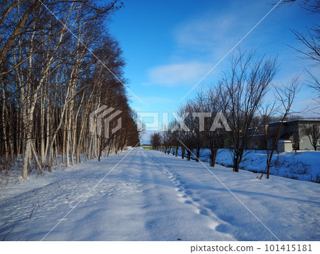 birch and snowy road birch and snowy road 101415181