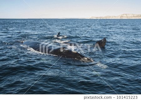 Killer whale hunting sea lions. 101415223