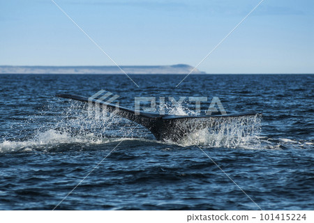 Killer whale hunting sea lions. 101415224