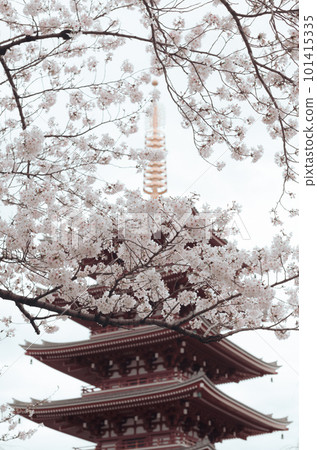 A five-storied pagoda surrounded by cherry blossoms 101415335