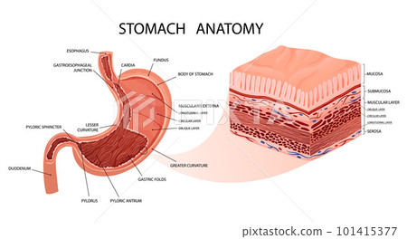 Stomach anatomy. Detailed infographic with mucosa and muscle layers visualisation. 101415377