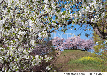 Cherry blossoms blooming on the hill Cherry blossoms blooming on the hill 101415828