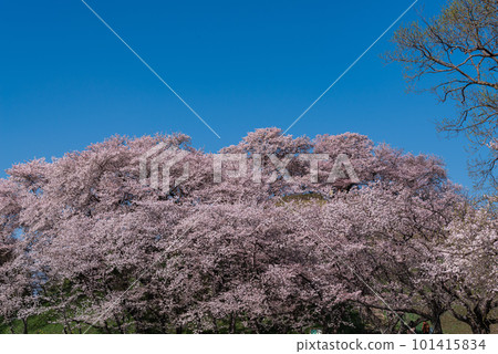 Cherry blossoms blooming on the hill Cherry blossoms blooming on the hill 101415834