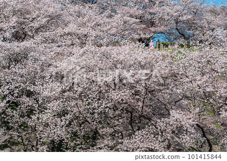 Cherry blossoms blooming on the hill Cherry blossoms blooming on the hill 101415844