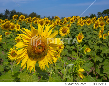 sunflower field on sky background. sunflower field on sky background. 101415951