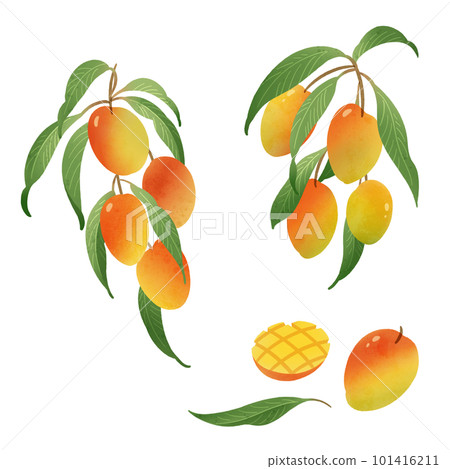 Mango watercolor illustration-2 101416211