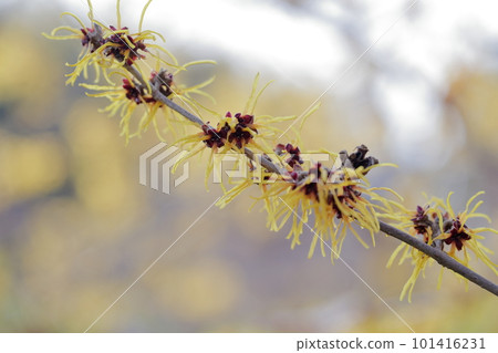 Yellow flowers blooming in spring: Witch hazel, Mansaku (Nagoya City Agricultural Center, Nagoya City, Aichi Prefecture) Yellow flowers blooming in spring: Witch hazel, Mansaku (Nagoya City Agricultural Center, Nagoya City, Aichi Prefecture) 101416231