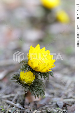 Flowers that announce spring (Adonis ramosa, Nagoya City Agricultural Center, Nagoya City, Aichi Prefecture) 101416241