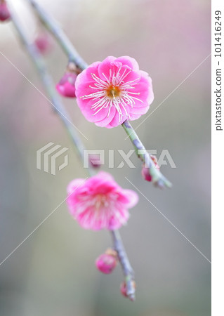 梅花特寫(愛知縣名古屋市名古屋市農業中心垂枝梅) 梅花特寫(愛知縣名古屋市名古屋市農業中心垂枝梅) 101416249