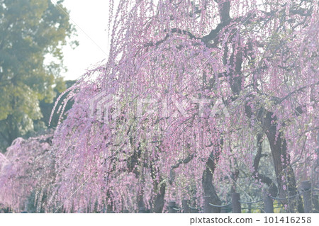 梅之花（愛知縣名古屋市名古屋市農業中心垂梅） 101416258
