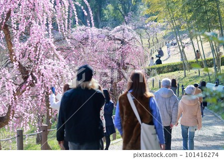 欣賞梅園的人們(愛知縣名古屋市名古屋市農業中心垂枝梅) 欣賞梅園的人們(愛知縣名古屋市名古屋市農業中心垂枝梅) 101416274