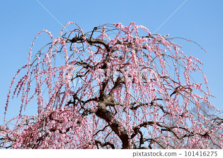 映襯著藍天的梅花（愛知縣名古屋市名古屋市農業中心垂枝梅） 101416275