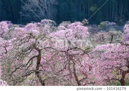 竹林和梅(愛知縣名古屋市名古屋市農業中心垂梅) 竹林和梅(愛知縣名古屋市名古屋市農業中心垂梅) 101416279