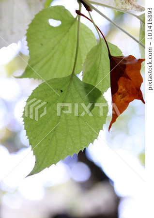 Green leaves left without turning red 101416893