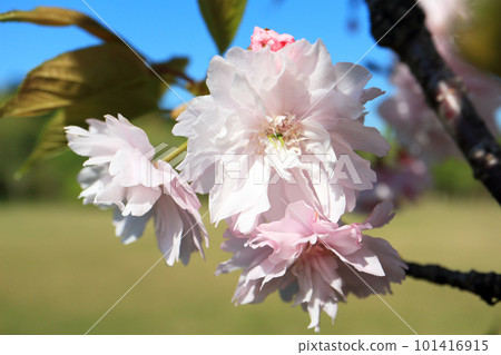 Kamatari Sakura (Kisarazu City) 101416915