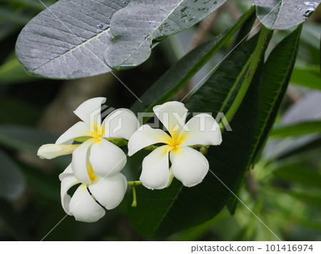 白色雞蛋花 101416974