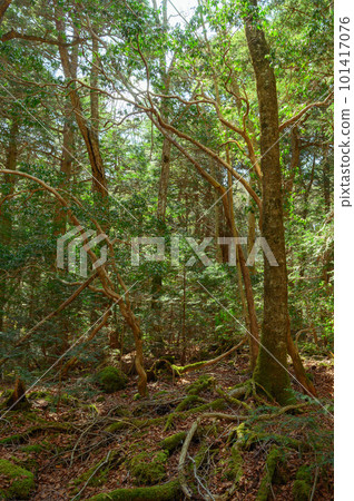 (Yamanashi Prefecture) Aokigahara Sea of Trees/Deep Forest (Yamanashi Prefecture) Aokigahara Sea of Trees/Deep Forest 101417076
