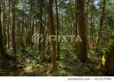 （山梨縣）青木原樹海/深林 101417090