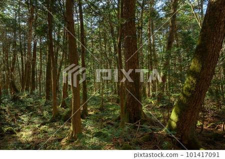 (山梨縣)青木原樹海/深林 (山梨縣)青木原樹海/深林 101417091