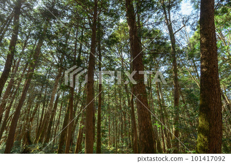 (山梨縣)青木原樹海/深林 (山梨縣)青木原樹海/深林 101417092