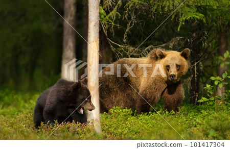 Eurasian Brown bear cub with a bear mama in the forest Eurasian Brown bear cub with a bear mama in the forest 101417304