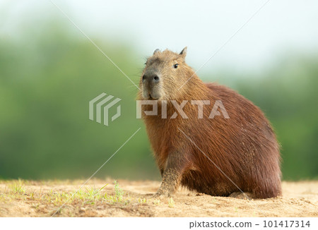 Capybara sitting on a sandy river bank against green background Capybara sitting on a sandy river bank against green background 101417314