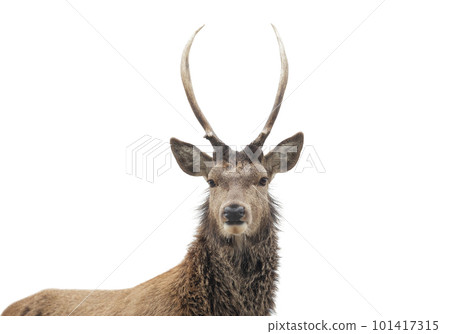 Portrait of a red deer stag on a white background 101417315