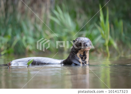 Close up of a giant otter in a river 101417323