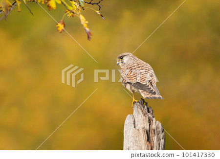 Common kestrel perched on a post in autumn Common kestrel perched on a post in autumn 101417330