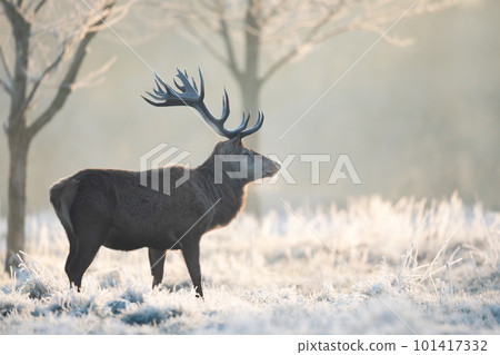Close up of a Red deer stag in winter 101417332