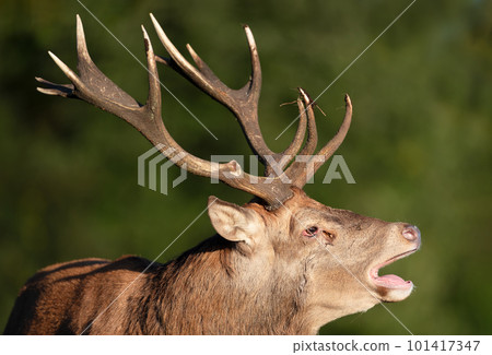Red deer stag calling during rutting season in autumn 101417347