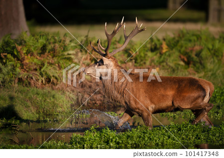 Red deer stag crossing a stream of water in autumn Red deer stag crossing a stream of water in autumn 101417348
