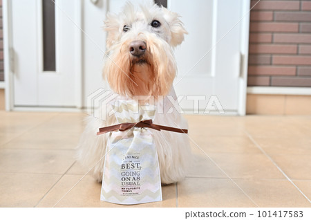 Scotch terrier to take a commemorative photo with a gift Scottish terrier (Wheaton) Scotch terrier to take a commemorative photo with a gift Scottish terrier (Wheaton) 101417583