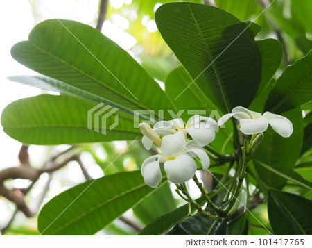 white plumeria flower 101417765