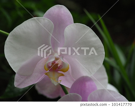 pretty orchid flower 101417770