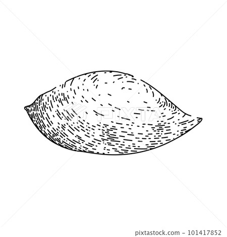 sweet potato orange sketch hand drawn vector 101417852