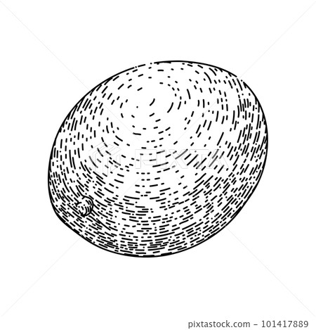 mango fruit ripe sketch hand drawn vector 101417889