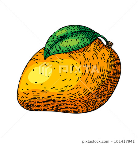 mango fruit yellow sketch hand drawn vector 101417941