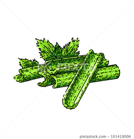 celery organic sketch hand drawn vector celery organic sketch hand drawn vector 101418006