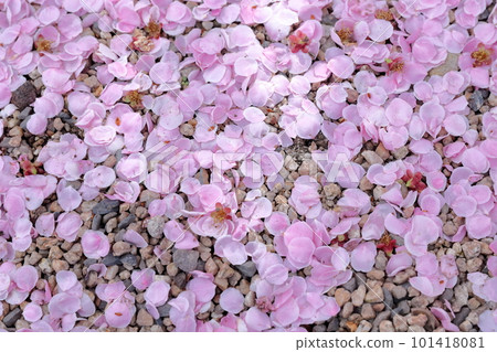 Plum petals scattered on the ground 101418081