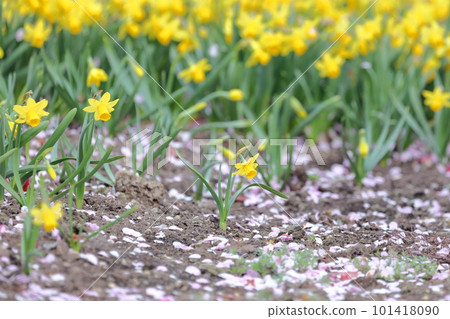 Daffodils and plum petals 101418090