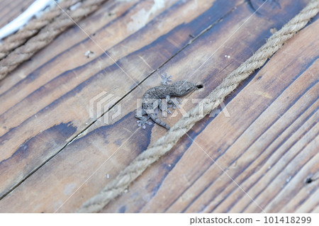 Auspicious gecko that eats pests 101418299